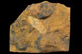 Unidentified Paleocene Fossil Seed Cone - North Dakota #96892-1